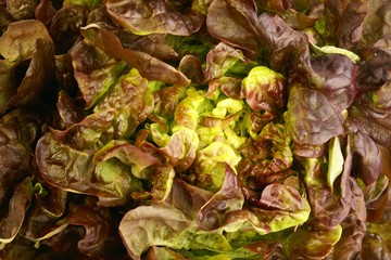 salade feuille de chêne