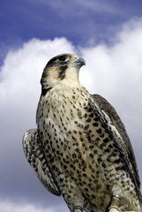 peregrine falcon