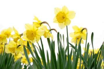 Narcisse