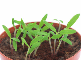 Sprouts