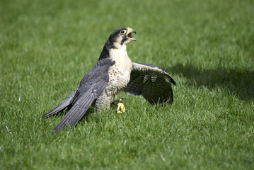 peregrine falcon
