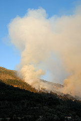 feu de forêt