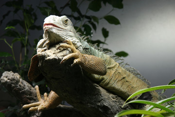 iguane