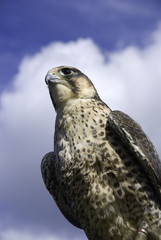 peregrine falcon
