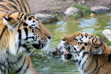 couple de tigres amoureux