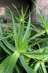 Aloe