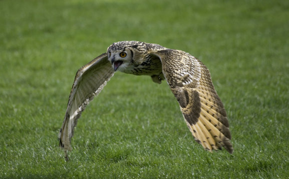 rock owl flying