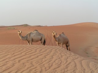 camels