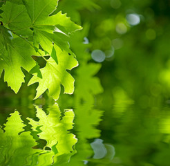 green leaves reflecting in the water, shallow focus