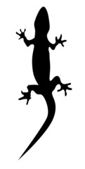 Iguana
