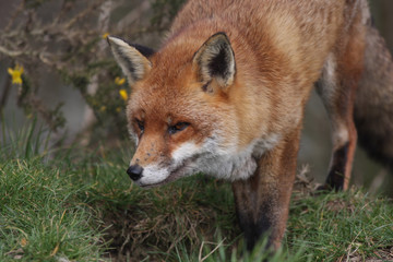 Fox Stare