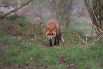Fox on path