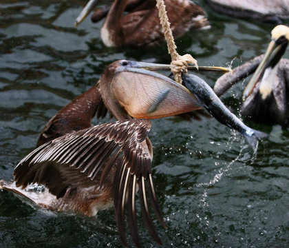 PELICAN