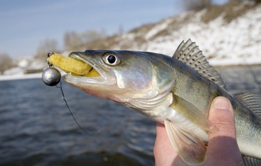 Pike-perch with lure