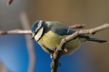 Blaumeise 2