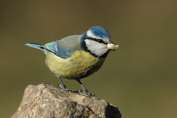 Blaumeise 1 © K.-U. Häßler