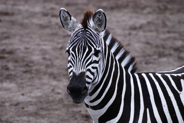 Fototapeta na wymiar Gazing zebra