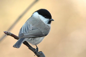 Obraz premium Sumpfmeise 2