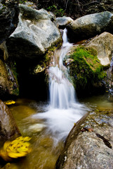 torrente