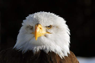 American Bald Eagle