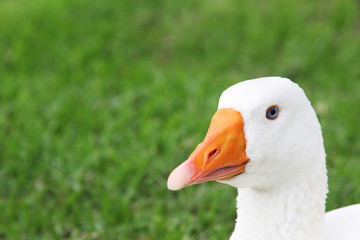 White Goose Face