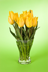 yellow tulip