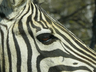 Fototapeta na wymiar Oko zebra