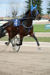 horse race