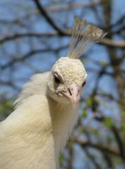 White peacock close up photo