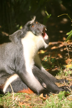 Noisy yawning monkey