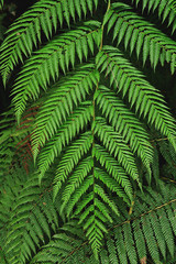 Textura vegetal con helecho