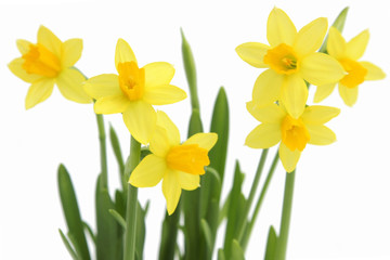 Bouquet de jonquilles de printemps jaune