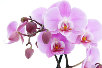 Violet orchid - obrazy, fototapety, plakaty