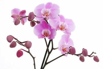 Fototapeta na wymiar Violet orchidea z wielu pąki