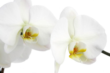 Fototapeta na wymiar Orchid zbliżenie