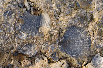 Rocks with embeded fossils in Whitby