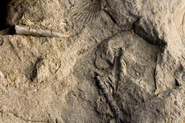 Rocks with embeded fossils in Whitby © pdtnc