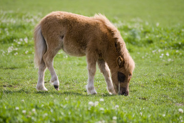 zwergpony