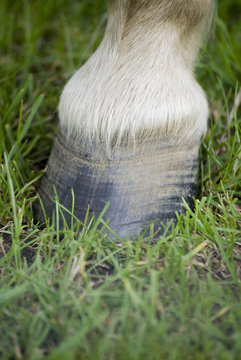 zwergpony