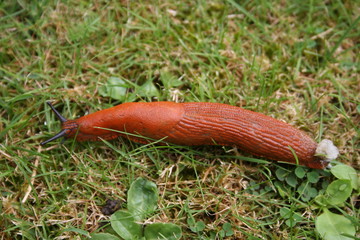 Nacktschnecke