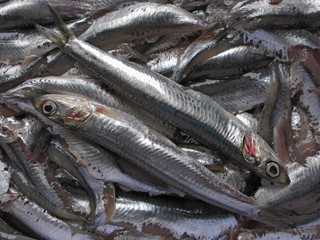 sardines
