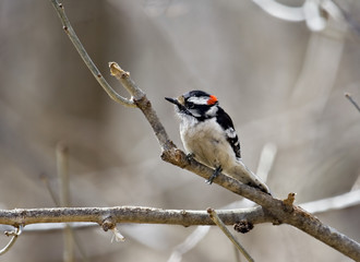 Downy Woodpecker