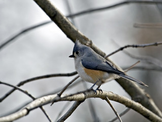Tufted titmouse