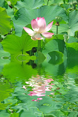 fleur rose de lotus