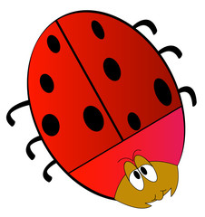 cartoon of red lady bug isolated on white 