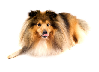 shetland sheepdog