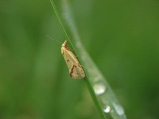 Dans les herbes de la prairie
