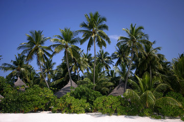Fototapeta na wymiar Ile Maldives