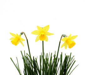 three daffodils in grass, against white background - 6902875