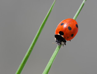 ladybug on blade of grass - 6902876